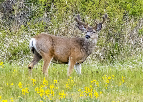 Muley May 2020  a-2287.JPG