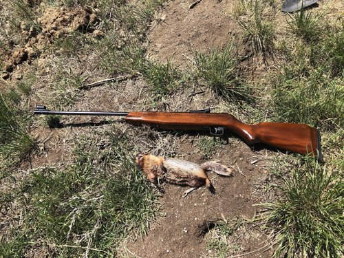 Gopher.JPG Gopher.JPG