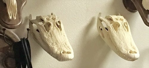 Alligator mounts.jpg Alligator mounts.jpg