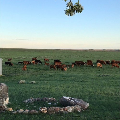 cows.jpg cows.jpg