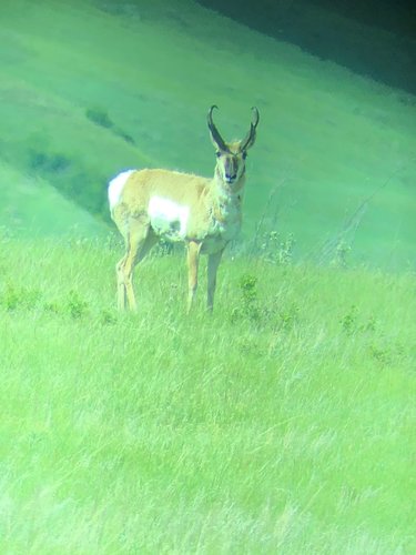green buck 2.jpg green buck 2.jpg