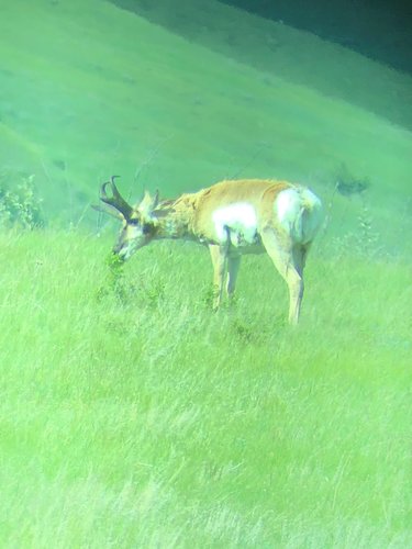 green buck feediing.jpg green buck feediing.jpg