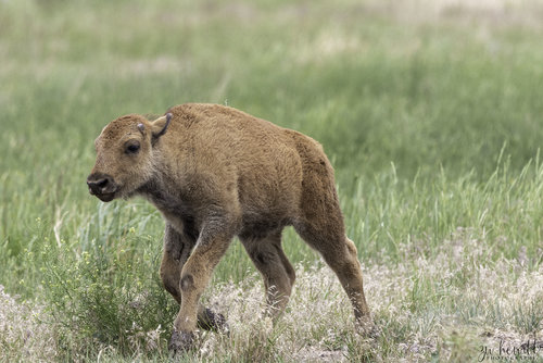 RMA_Bison_Calf_Web.jpg