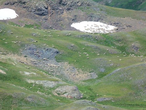 Sheep1.jpg Sheep1.jpg