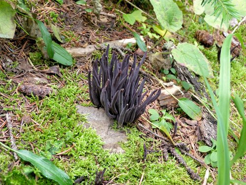 Fungus.jpg