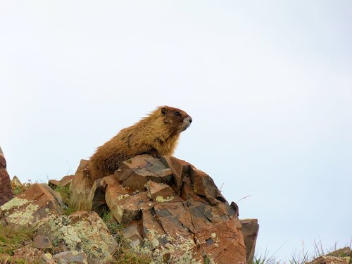 Marmota.jpg