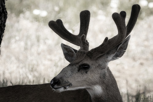 Mule_Deer_Buck_Velvet_Left.jpg