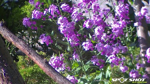 Flowers pics.jpg Flowers pics.jpg