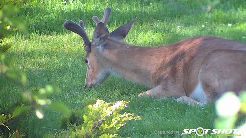 Deer head down.jpg Deer head down.jpg
