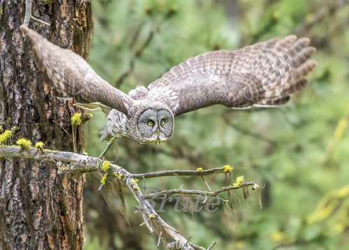 Great Gray Owl a-3171.JPG