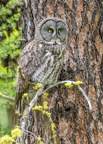 Great Gray Owl June 2020 a-3274.JPG