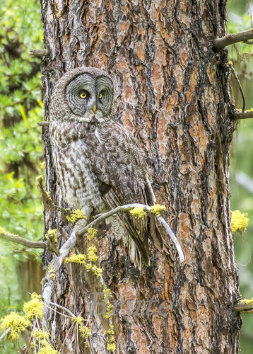 Great Gray Owl June 2020 a-3262.JPG