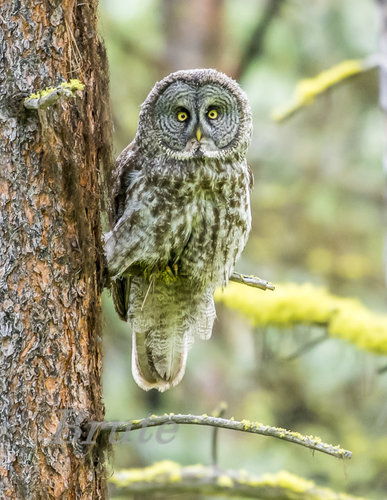 Great Gray Owl June 2020 a-3140.JPG