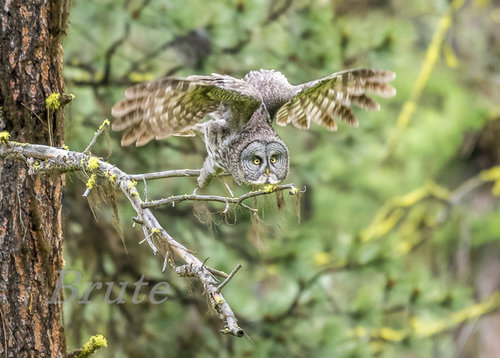 Great Gray Owl June 2020 a-3173.JPG