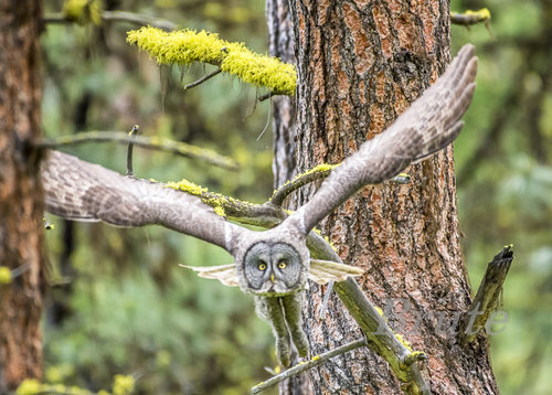 Great Gray Owl June 2020 a-3117 (2).JPG