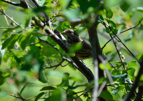 DSC_2063_285.JPG