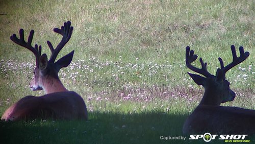 Buck zoomed good color.jpg Buck zoomed good color.jpg