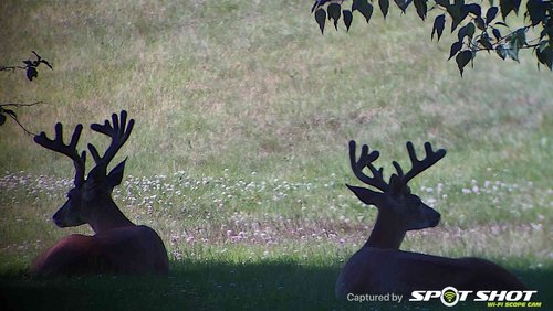 Bucks in shadow.jpg Bucks in shadow.jpg