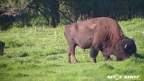 Bison bull 350 yards.jpg Bison bull 350 yards.jpg