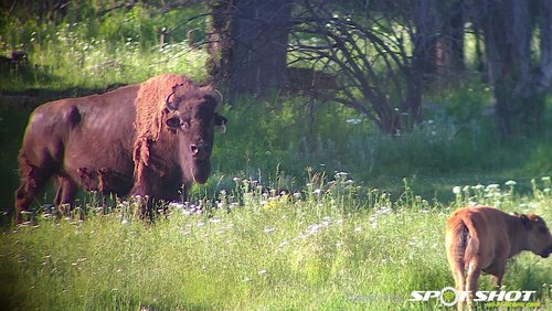 bison cow - calf.jpg bison cow - calf.jpg