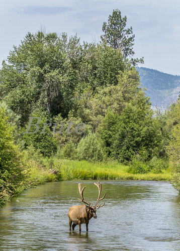 Rocky Mt. July 2019 a-1995.JPG