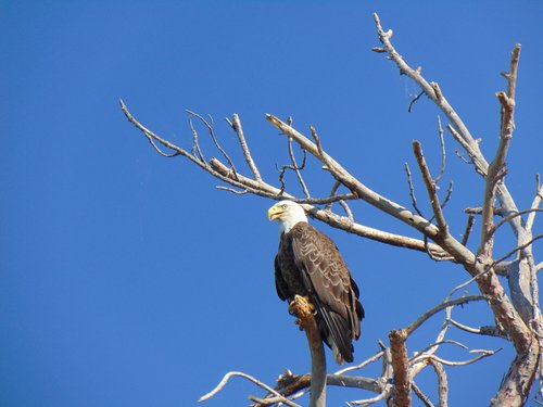 Bald Eagle on Crooked Lake.JPG