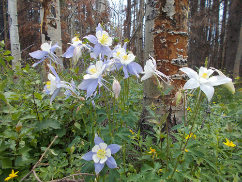 DSCN0633 copy.jpg DSCN0633 copy.jpg