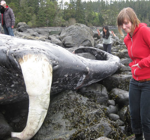 whale penis.jpg whale penis.jpg
