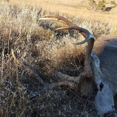 SD Buck.jpg SD Buck.jpg