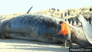 1593551616943.gif 1593551616943.gif