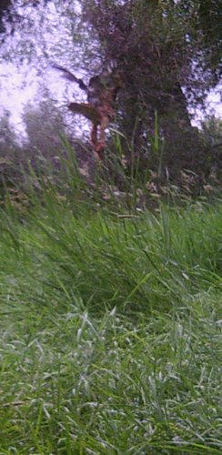 Screenshot_20200630-171746_Gallery.jpg