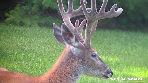 Whitetail in velvet.jpg