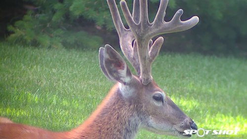 Whitetail buck side.jpg