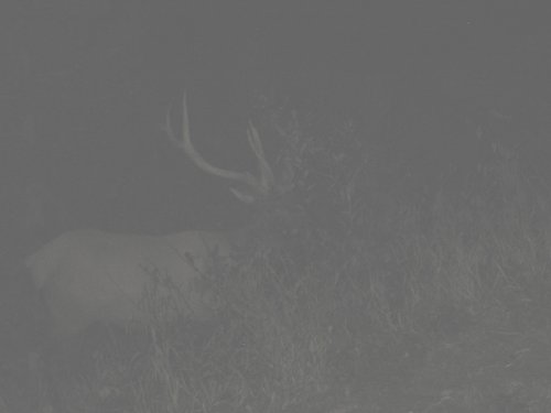 Weird_elk2__7x5[1].JPG