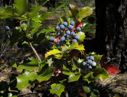 Oregon Grape 2.jpg
