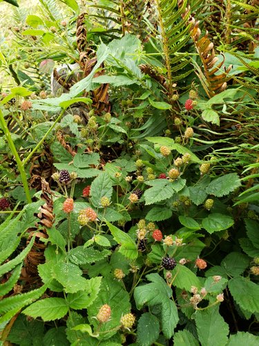 first mountian blackberries 7.4.20.jpg
