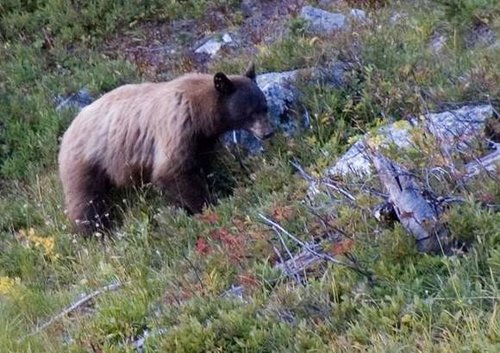 Chiwawa Grizzly.jpg Chiwawa Grizzly.jpg
