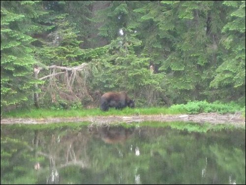 bear.jpg bear.jpg