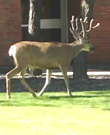 church buck.png church buck.png