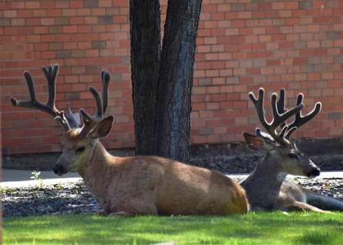 Bucks.jpg Bucks.jpg