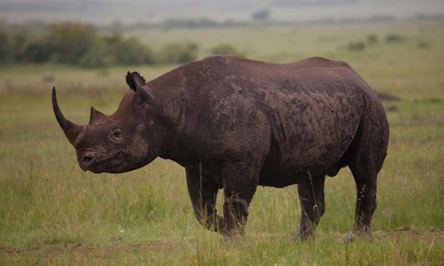 Rhino.jpg Rhino.jpg