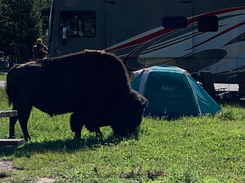 Bison in Yellowstone.jpg