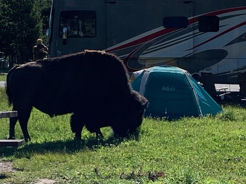 Bison in Yellowstone.jpg Bison in Yellowstone.jpg