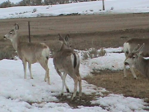 muledeerwithwhitetaile.jpg