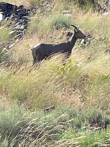 Ewe on the river.jpg