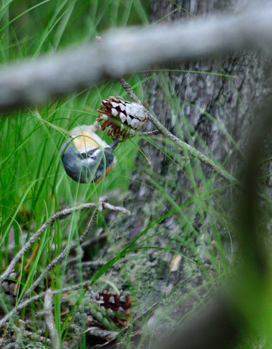 DSC_2227_312.JPG DSC_2227_312.JPG