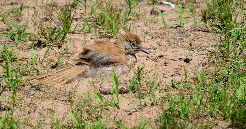 DSC_2260_323.JPG