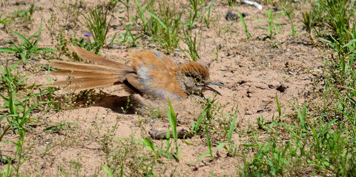 DSC_2261_324.JPG