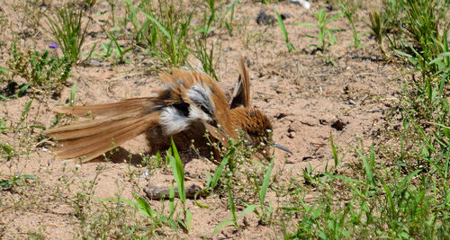 DSC_2262_325.JPG