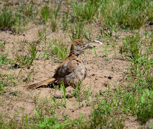 DSC_2264_327.JPG
